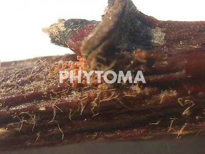 Panonychus ulmi, Koch